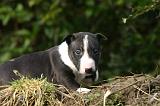 BULL TERRIER MINIATURE 276
